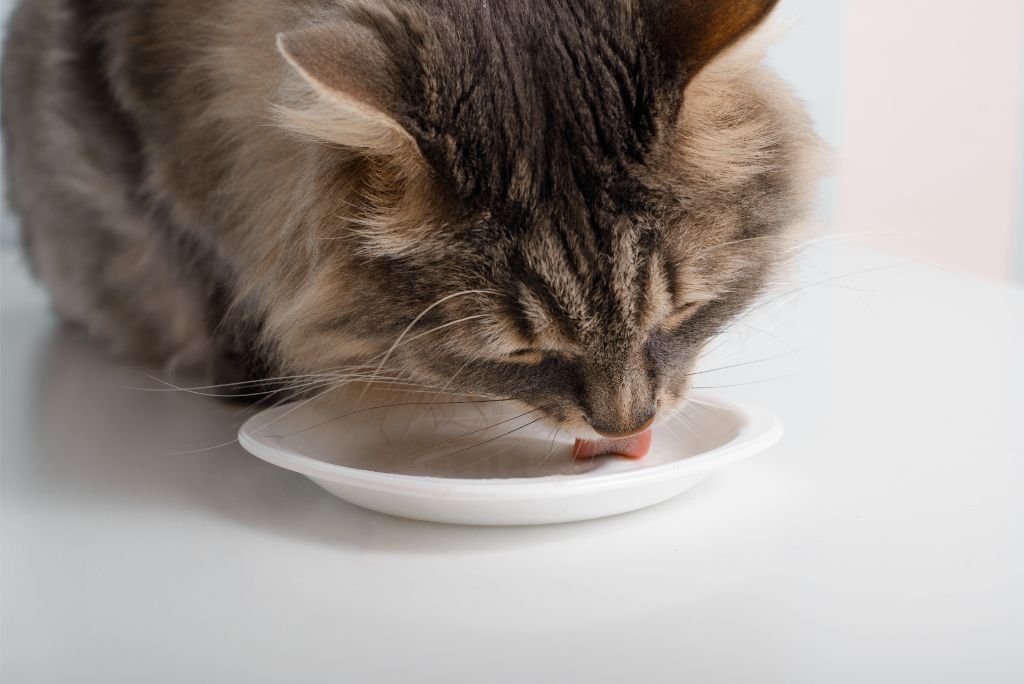 Adult Maine Coon Diet