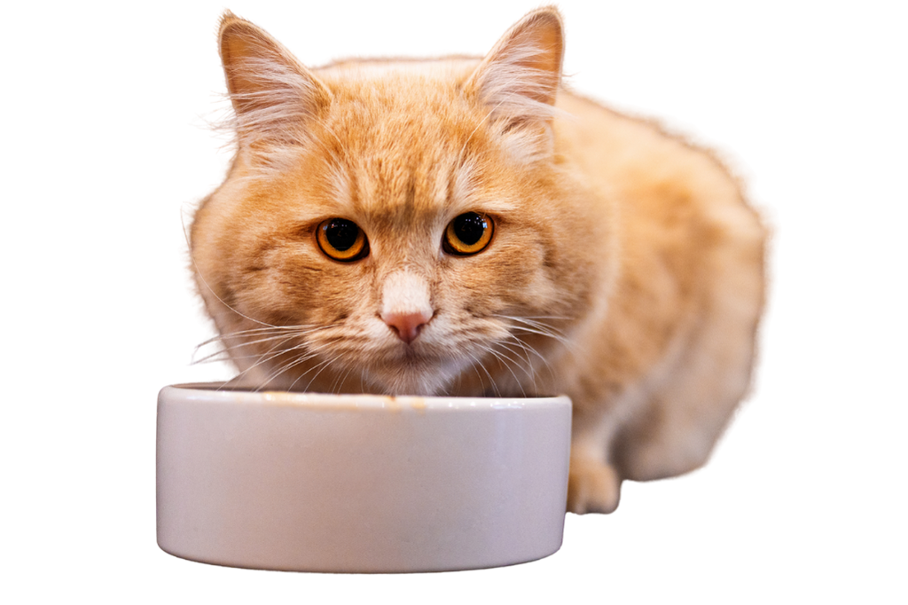 Cat Eating and Watching