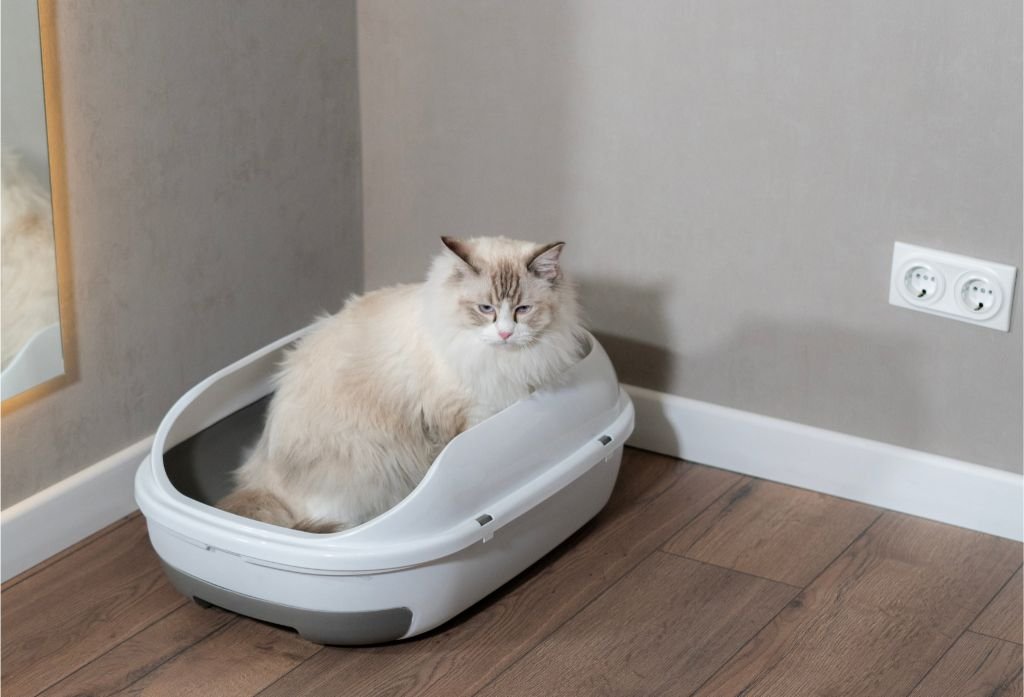 Cat Sitting in Litter Box