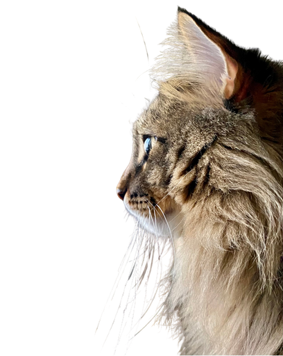 Maine Coon Face