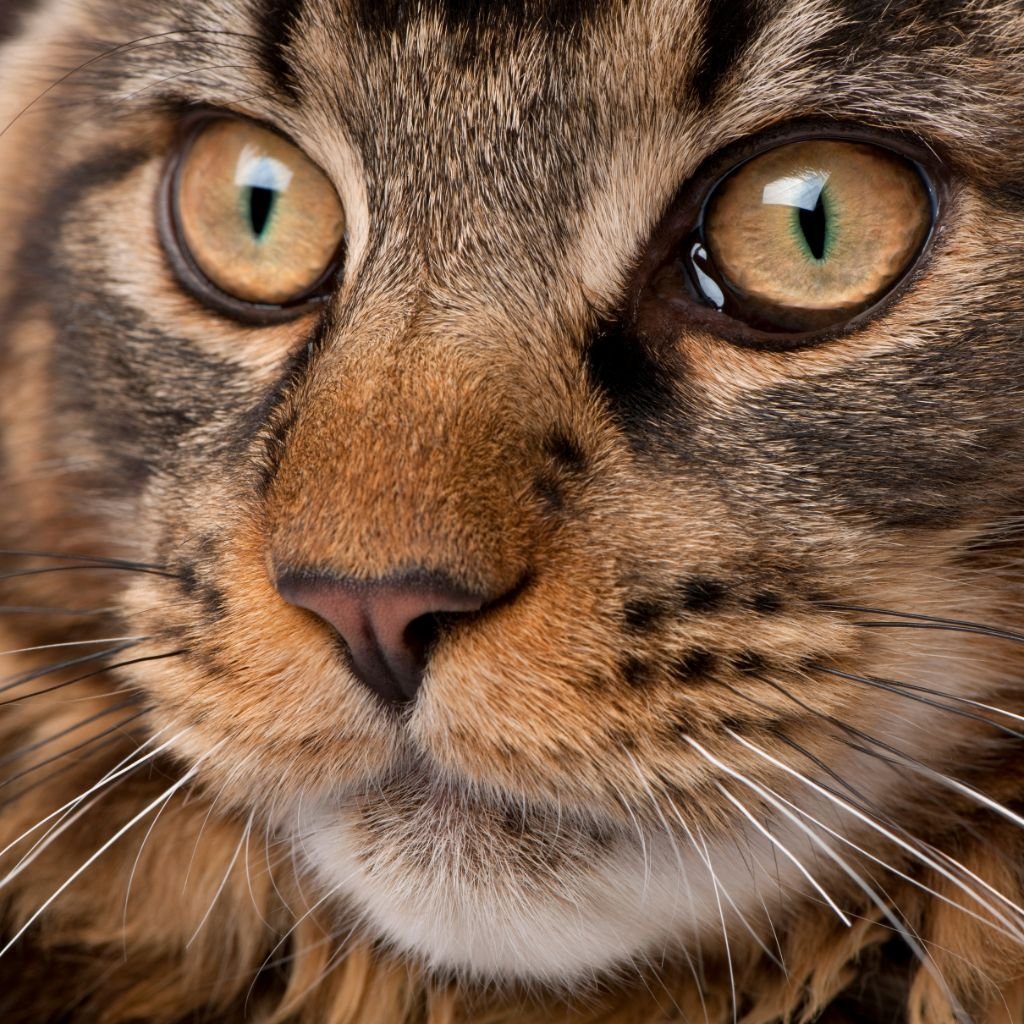 Maine Coon Face Close up