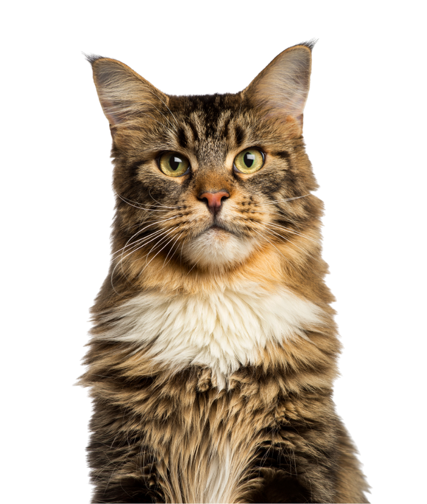 Maine Coon Front