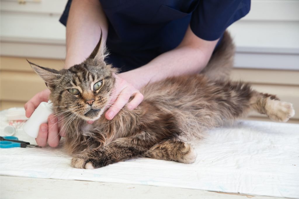 Maine Coon Health