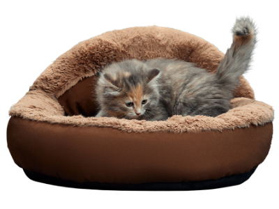 Maine Coon Kitten on Bed