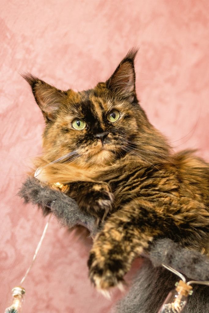 Maine Coon Pink