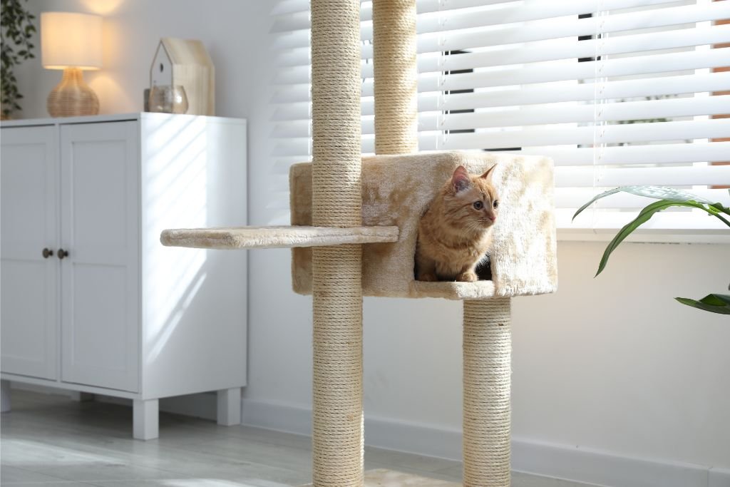Maine Coon Sitting in its bed