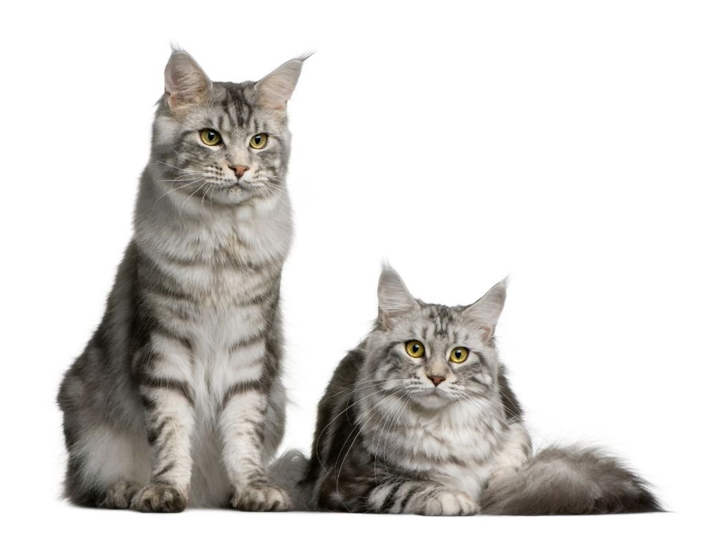 Male vs Female Maine Coon