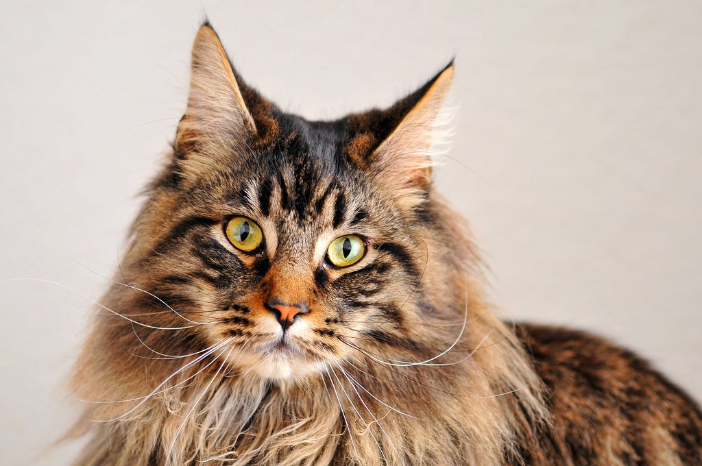 Maine Coon Savannah Hybrid