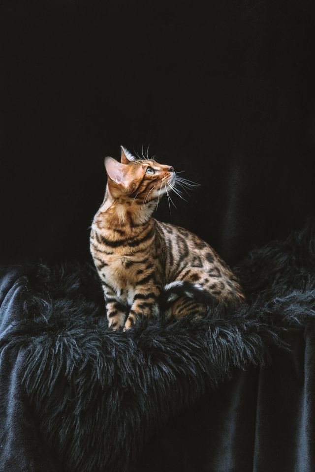 Bengal Cat