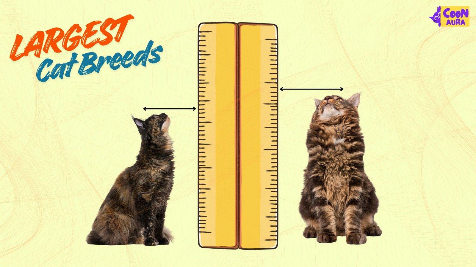 Largest Cat Breed Featured Image Coonaura