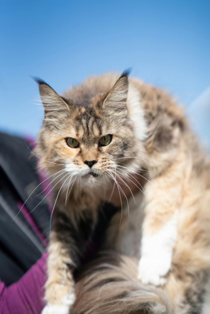 Maine Coon Cat