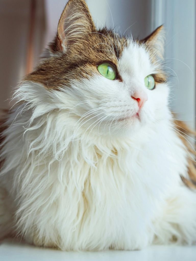 Norwegian forest cat