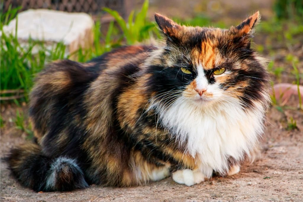 Ragamuffin Cat