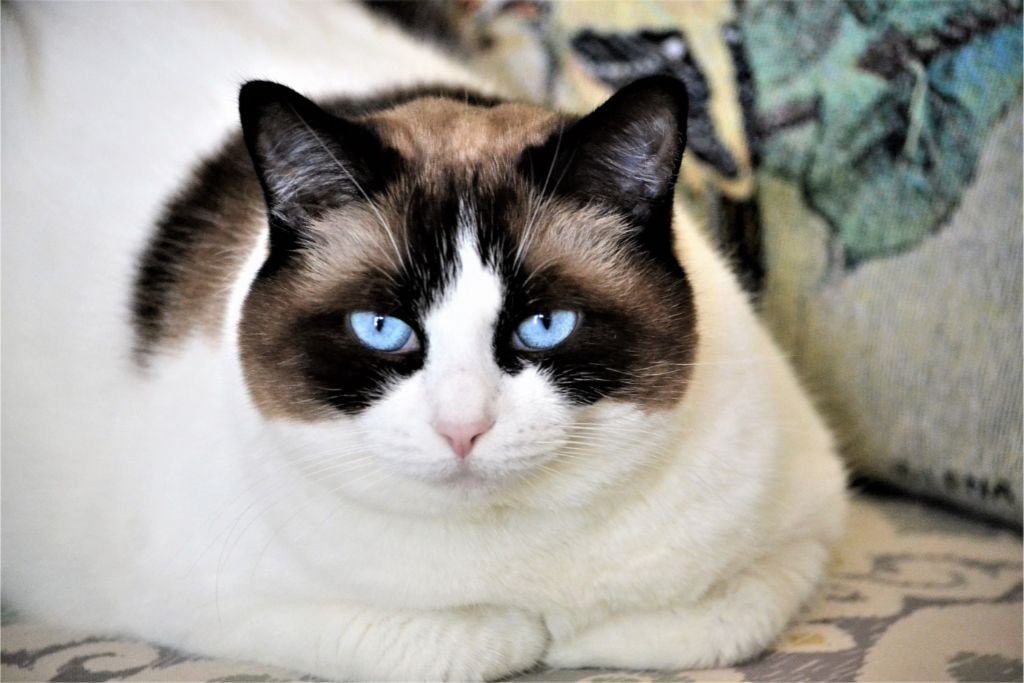 Ragdoll Cat