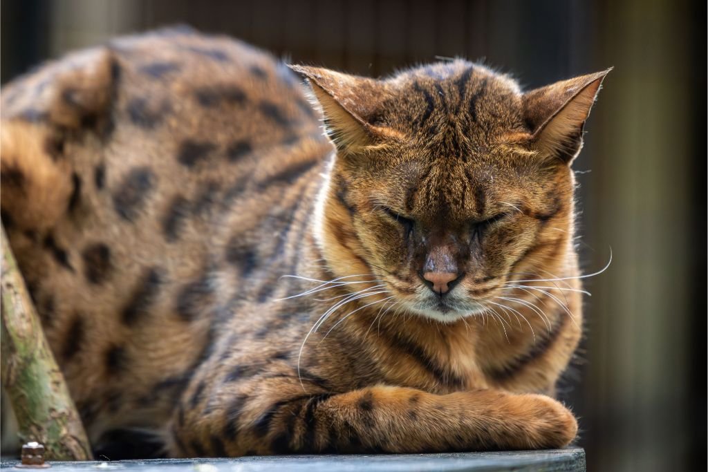 Savannah Cat