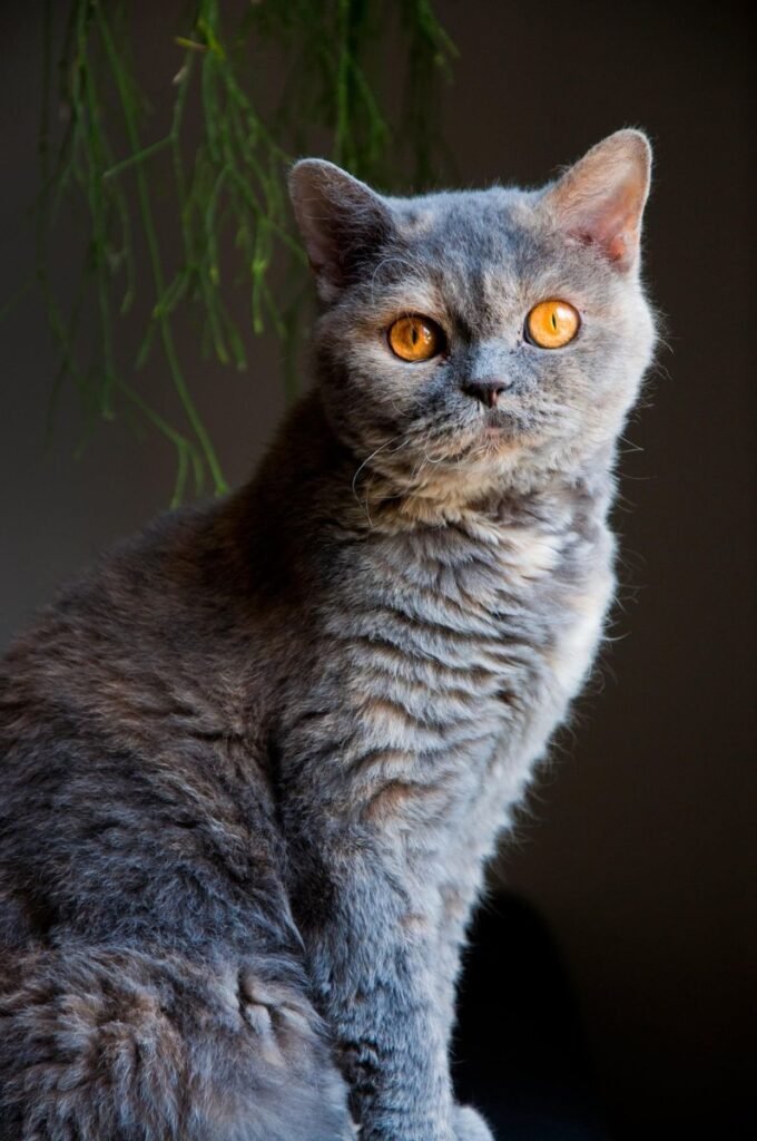 Selkirk Rex Cat