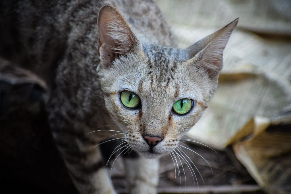 Serengeti Cat