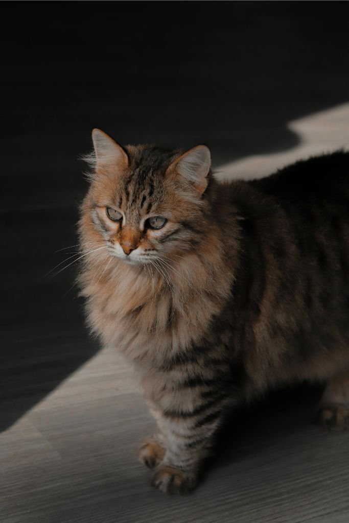 Siberian Cat