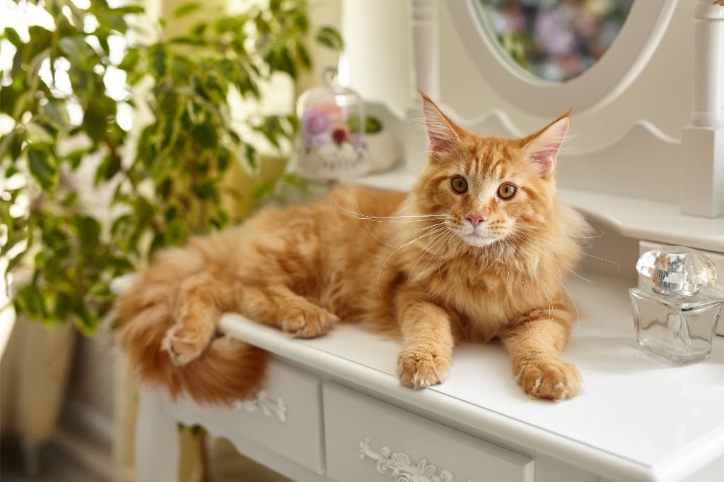 Maine Coon Orange