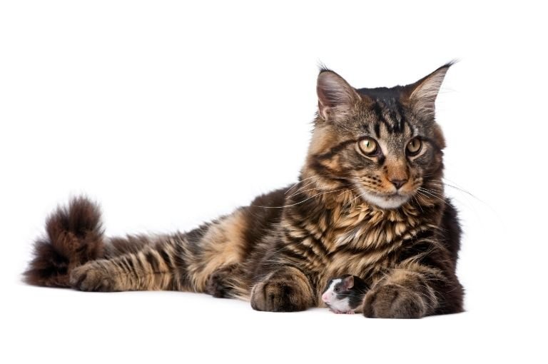 Maine Coon Mackerel tiger striped