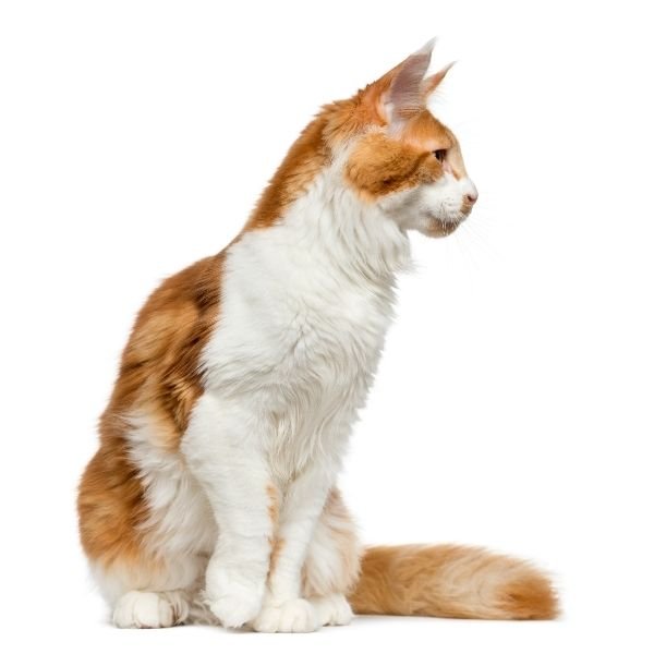 Maine Coon White and orange bicolor