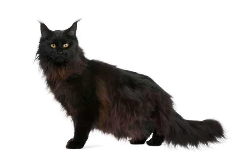 Maine Coon Solid Black