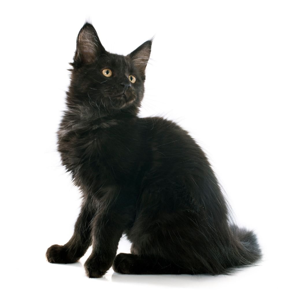 Maine Coon Black
