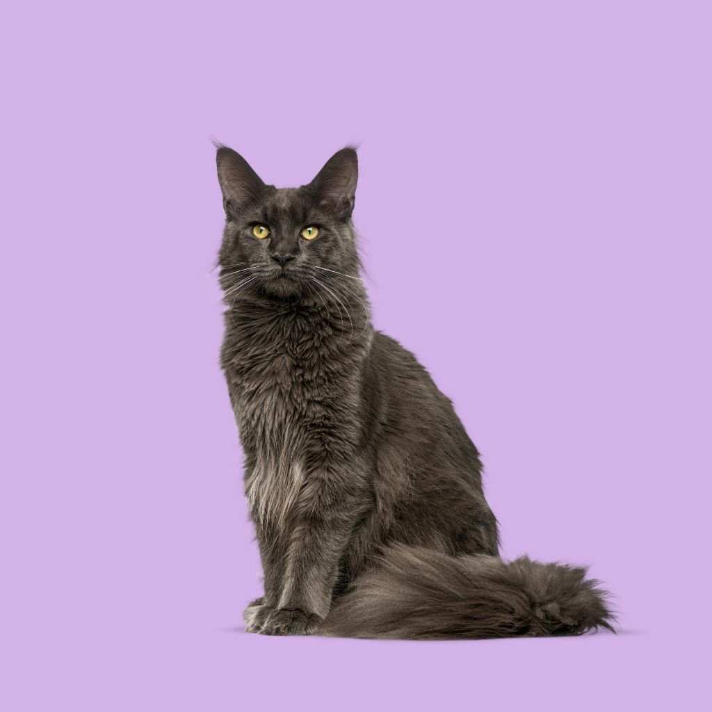 Maine Coon Blue