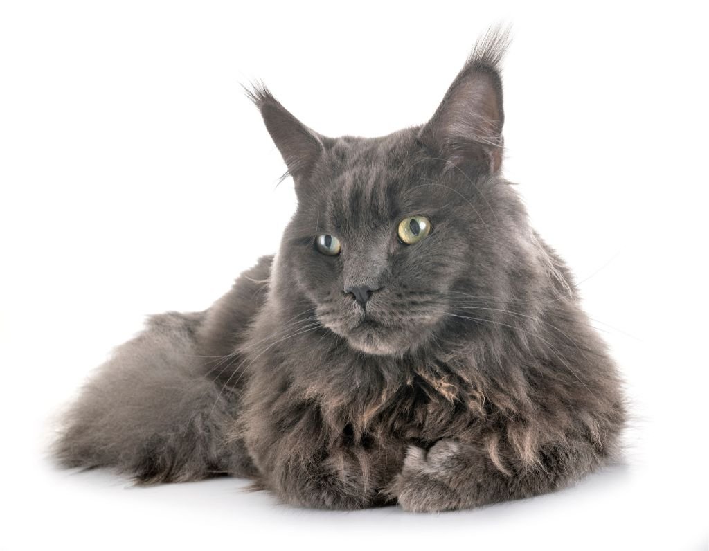 Maine Coon Blue