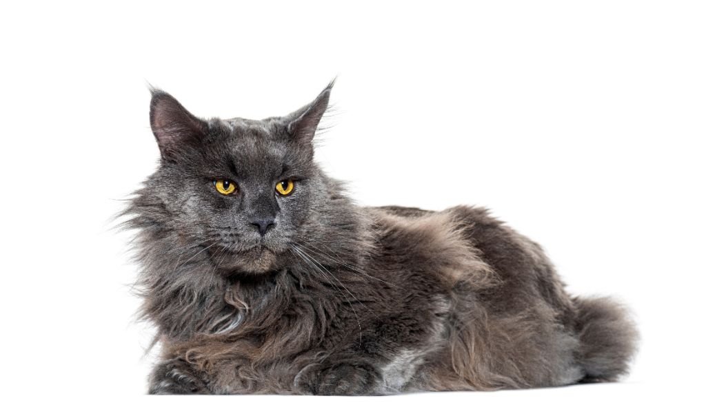 Maine Coon Blue