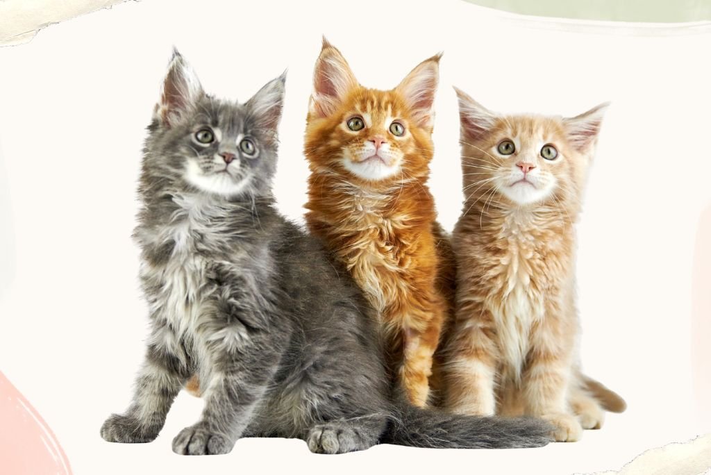 Maine Coon Colours and Shades