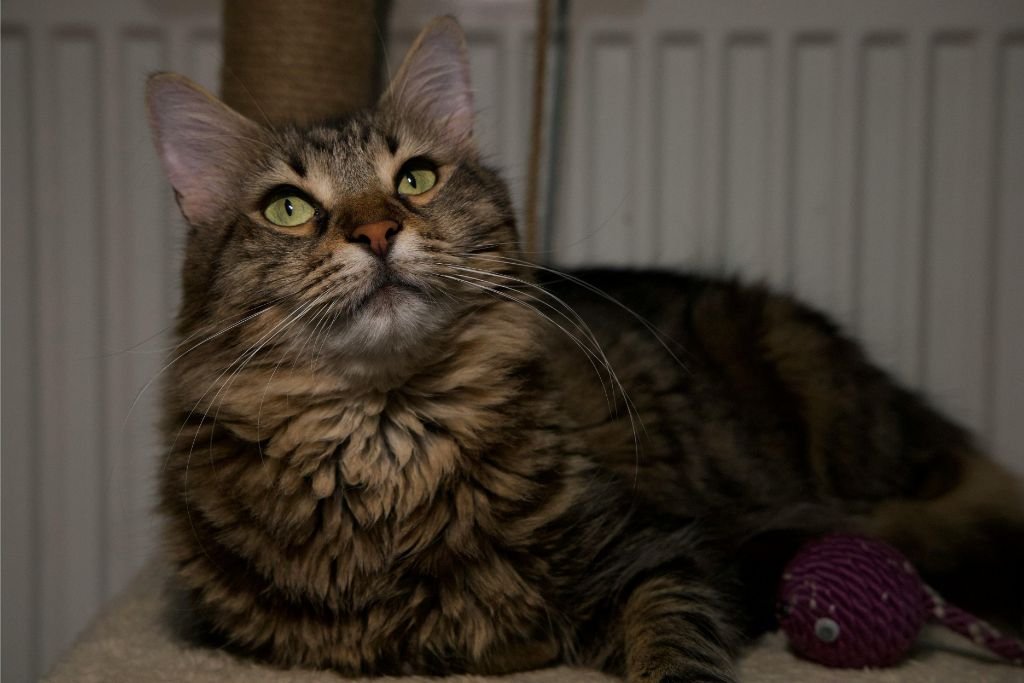 Maine Coon Thick Coat