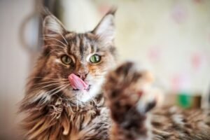Maine Coon Tasting