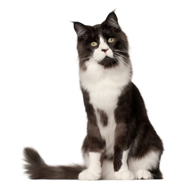 Maine Coon Tuxedo coat (black and white)