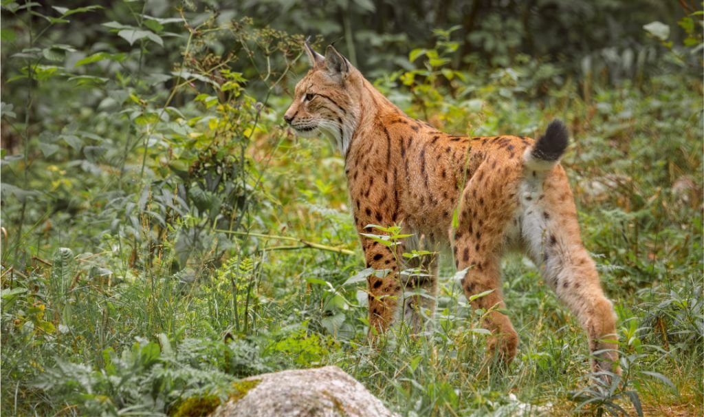 Bobcat Body