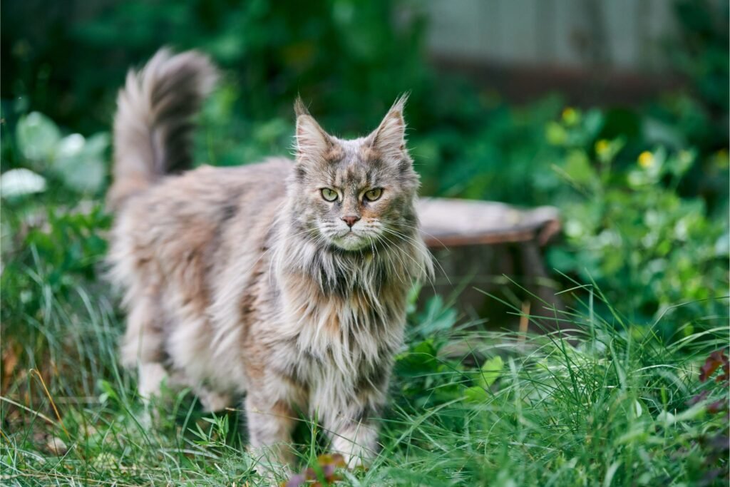 Maine Coon Body