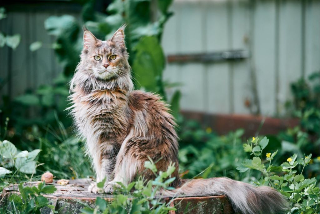 Maine Coon Cat