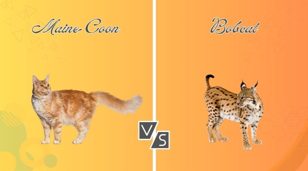 Maine Coon vs Bobcat