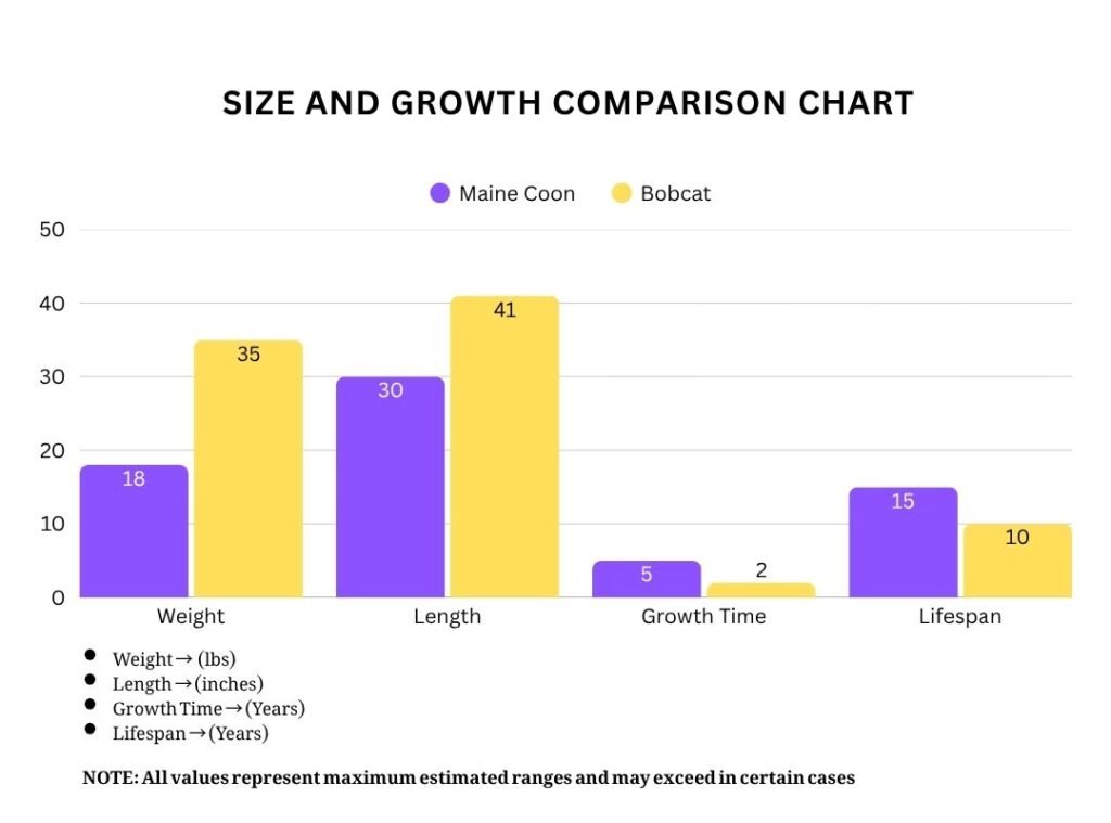 Maine Coon vs Bobcat Size and Growth Comparison Chart