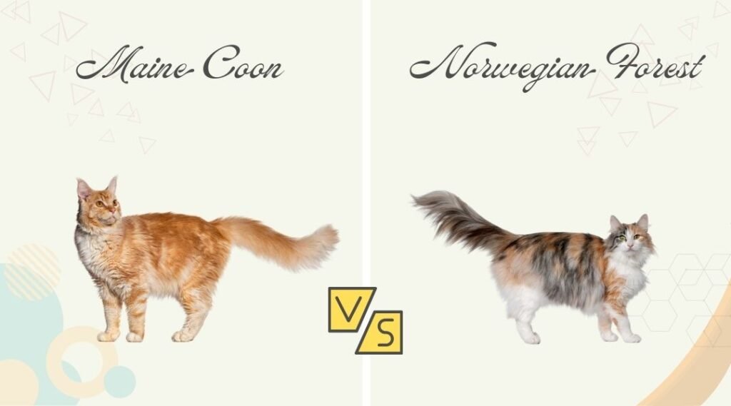 Maine Coon vs Norwegian Forest