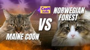 Maine Coon vs Norwegian Forest Cat Featured Image