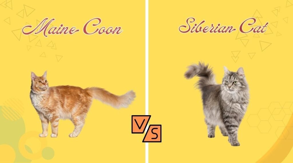 Maine Coon vs Siberian Cat