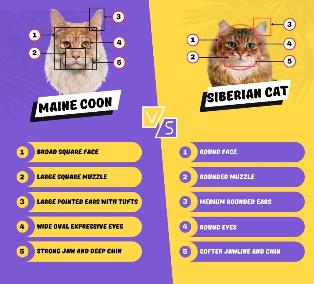 Maine Coon vs Siberian Cat Facial Features