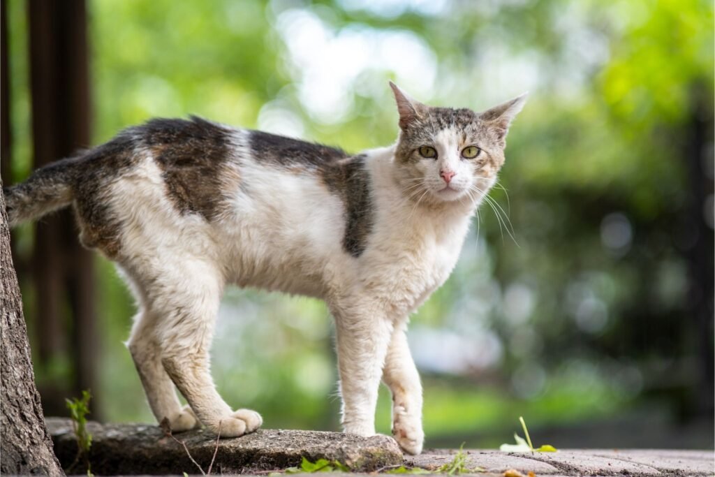 Normal Cat Body