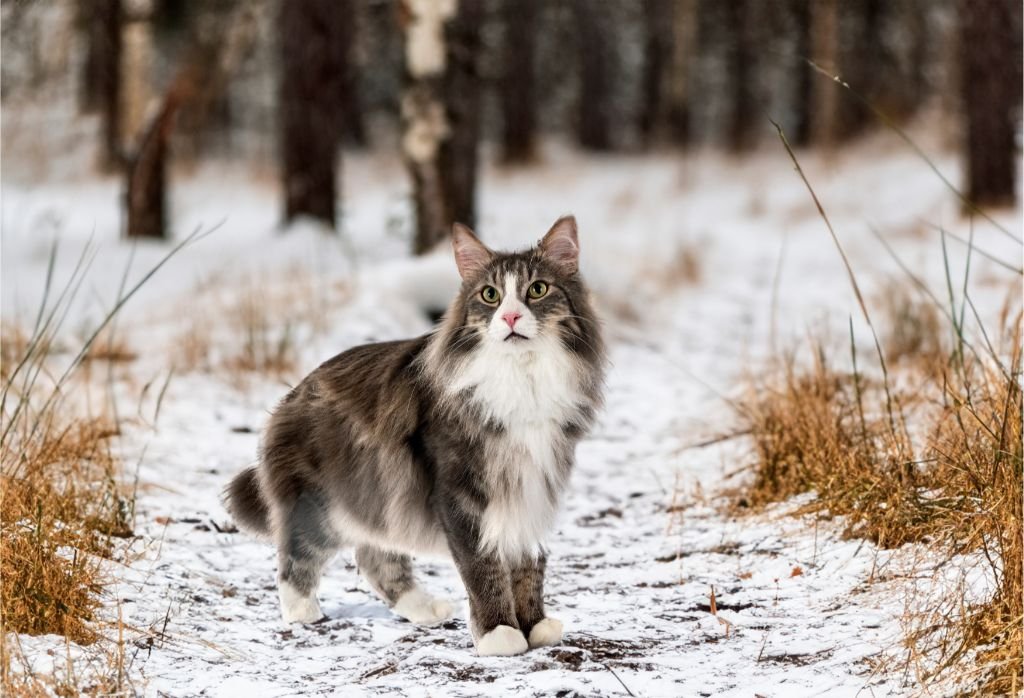 Norwegian Forest Cat