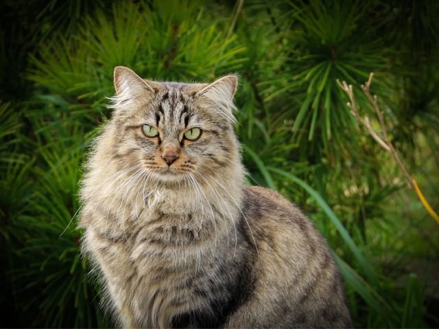 Siberian Cat