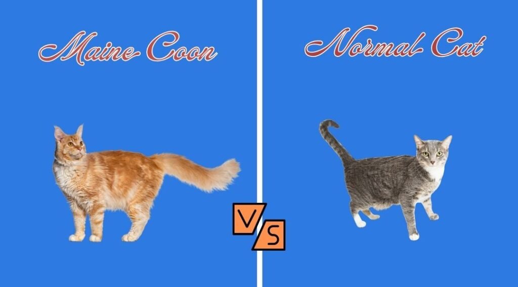 Maine Coon vs Normal Cat