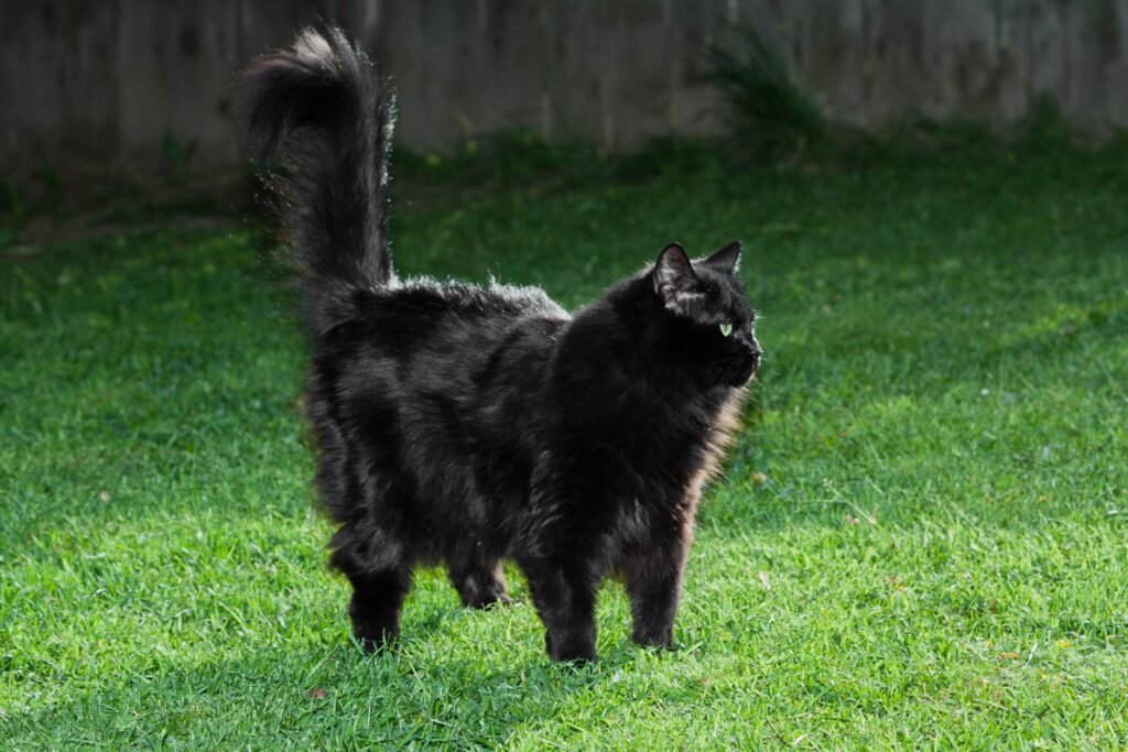 Domestic Long Hair Cat