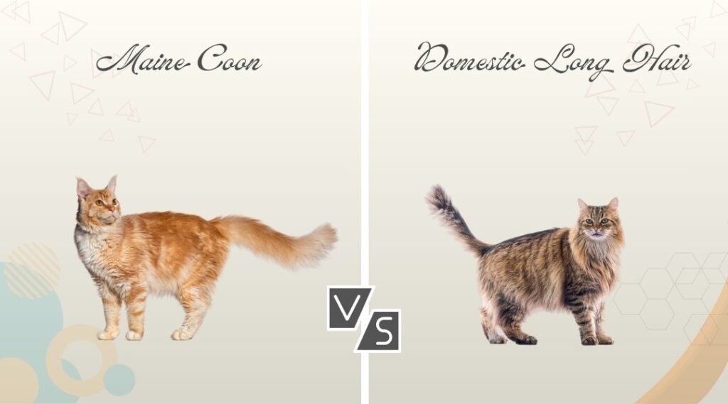 Maine Coon vs Domestic Long Hair Cat