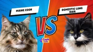 Maine Coon vs Domestic Long Hair Featured Image